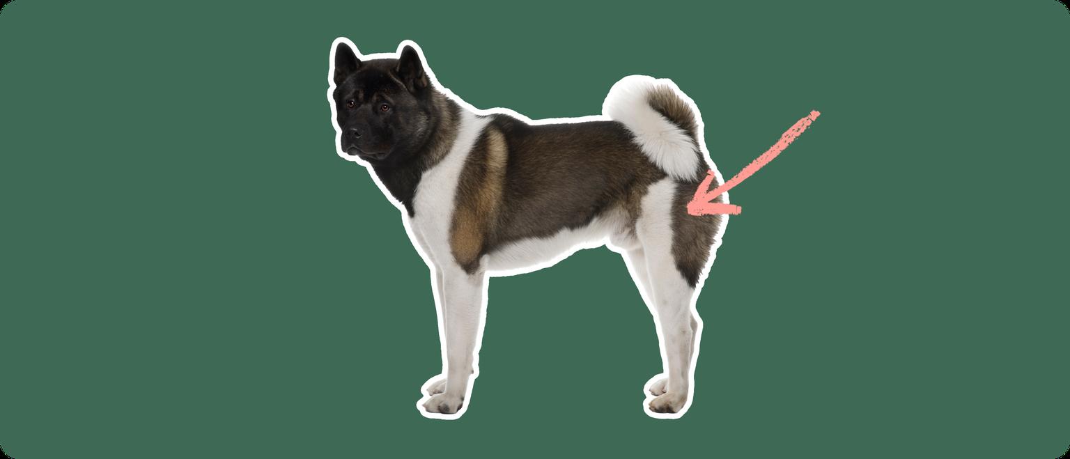 A brown and white Akita dog cut out, with a white outline, with a pink arrow pointing to it's back hip, on a solid green background