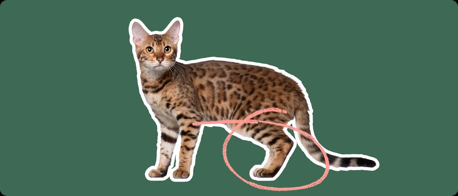 A Bengal cat stands alert, with a pink squiggly line highlighting its knee area, suggesting a focus on a potential luxating patella condition, a common joint issue where the kneecap moves out of its normal location.