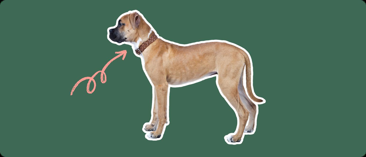 Boxer