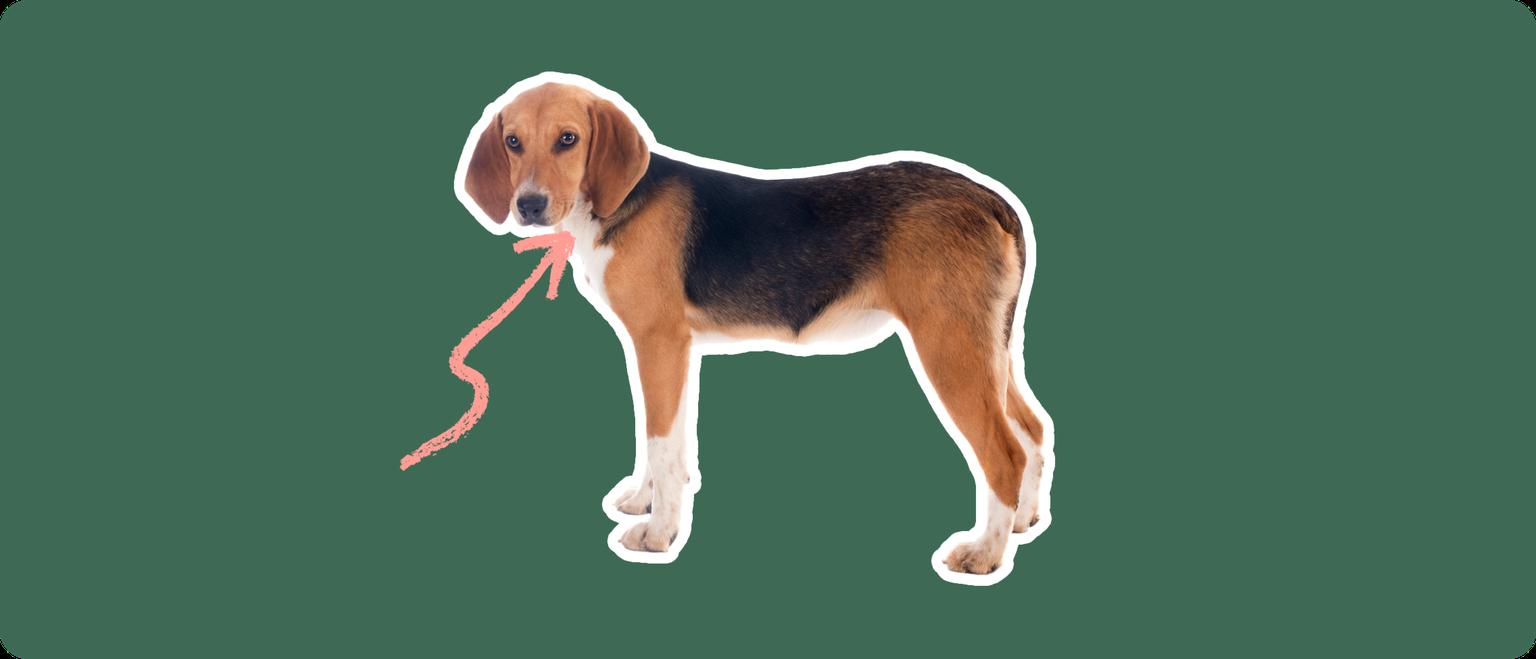 A Harrier dog cut out with a white outline, with a pink arrow pointing to it's neck, on a solid green background