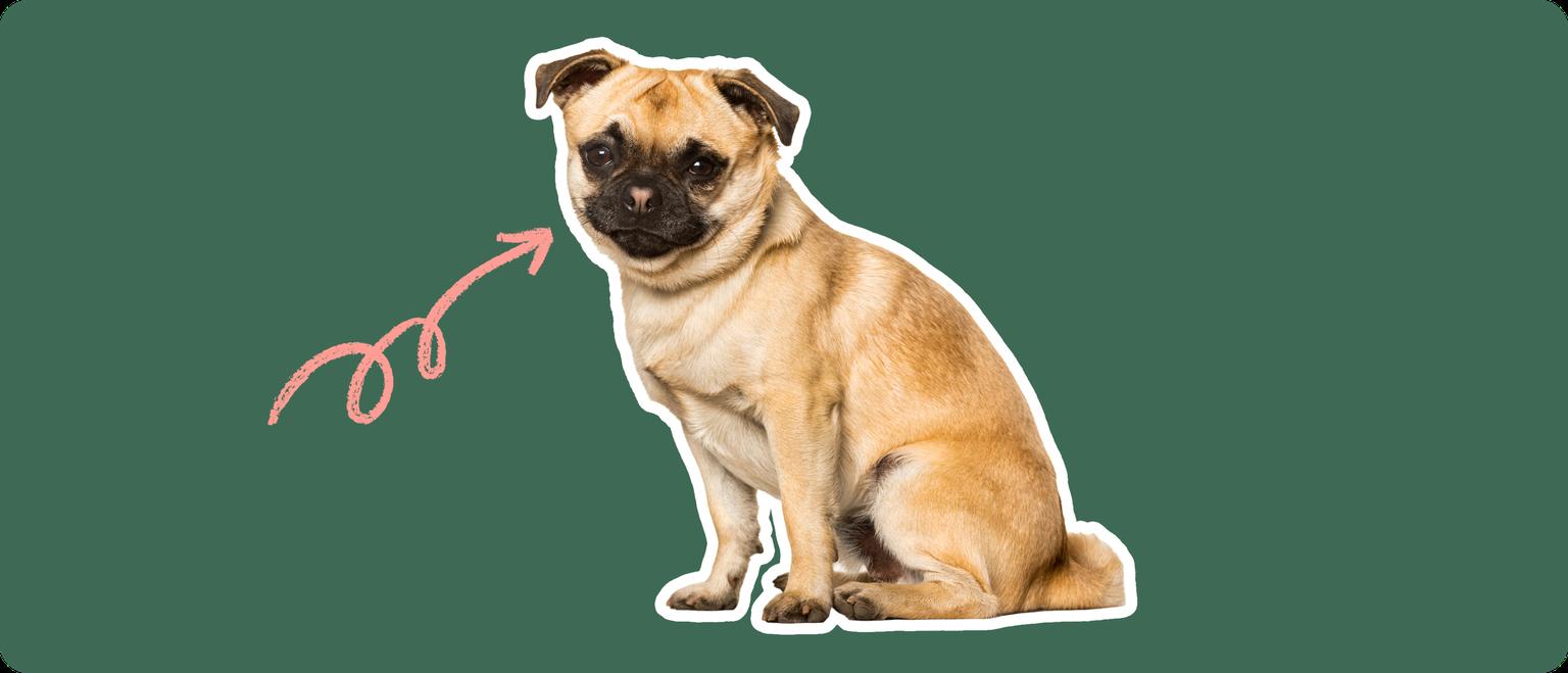 Chug breed dog with pink arrow drawn to its face