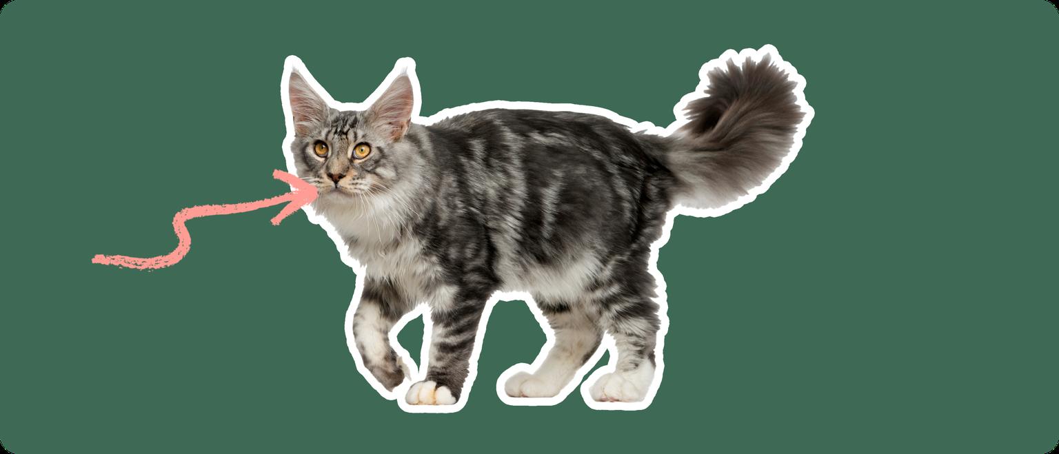 A close-up image highlighting the mouth of a Maine Coon cat, to discuss dental disorders specific to this breed.