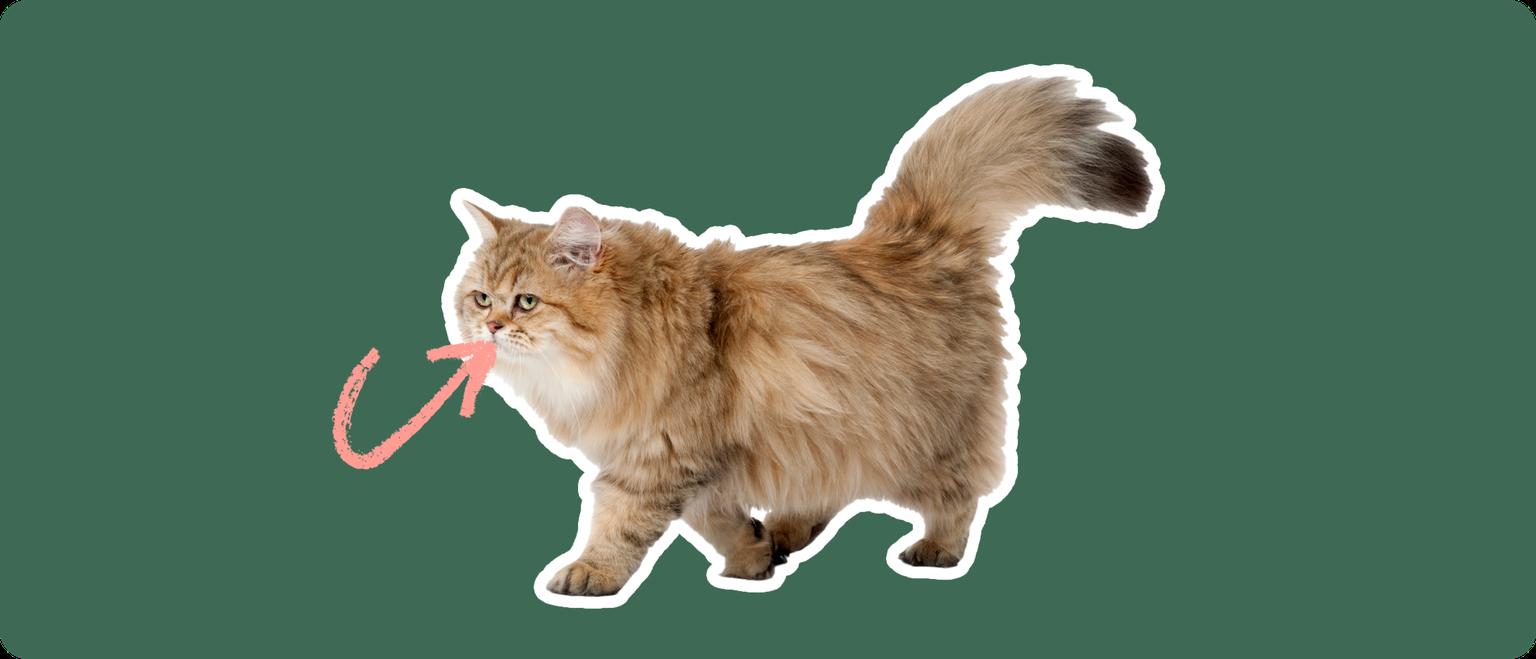 An Exotic Longhair cat cut out with a white outline, with a pink arrow pointing to it's teeth, on a solid green background