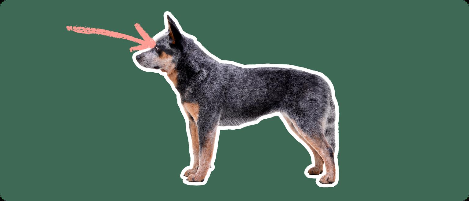 An Australian Cattle Dog with a mottled black, gray, and tan coat standing alert with a pink arrow pointing to its eyes against a dark green background, indicating a discussion about eye disorders specific to the breed.