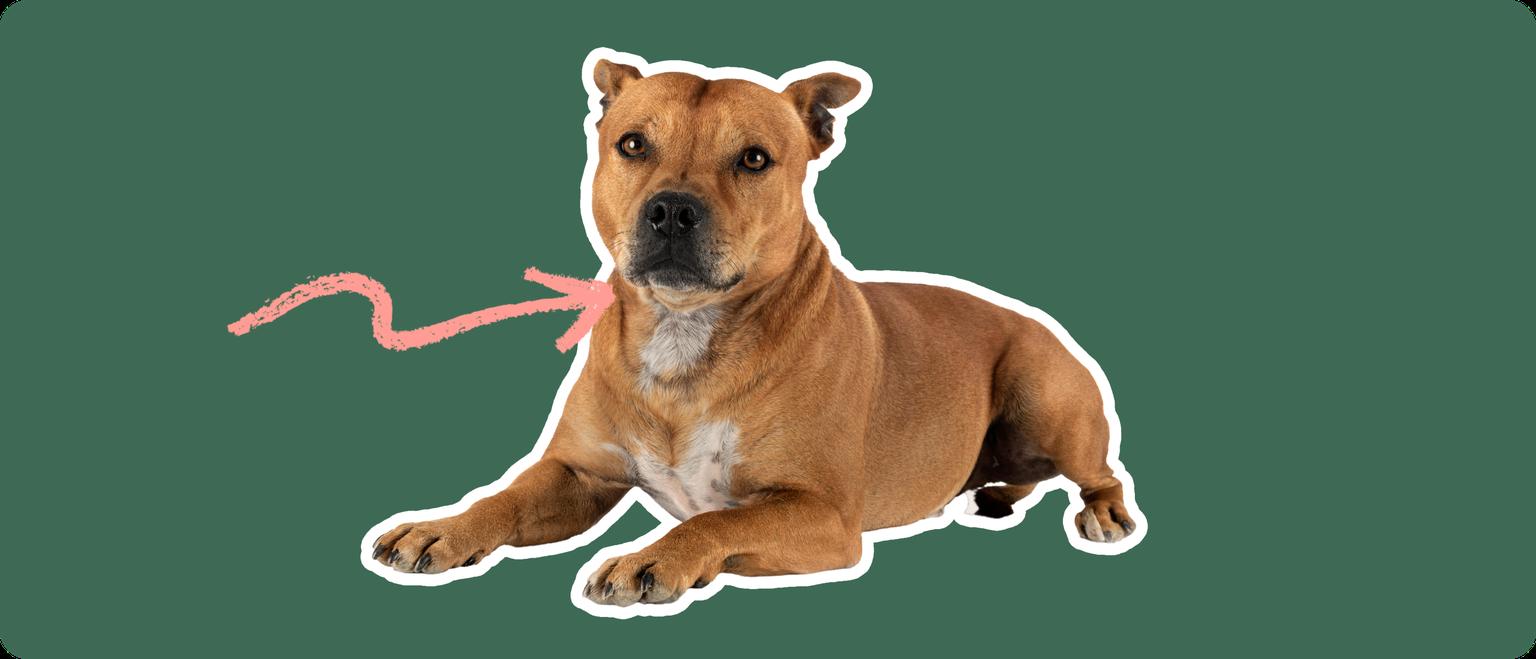 A Staffordshire Bull Terrier cut out with a white outline, with a pink arrow pointing to it's neck, on a solid green background