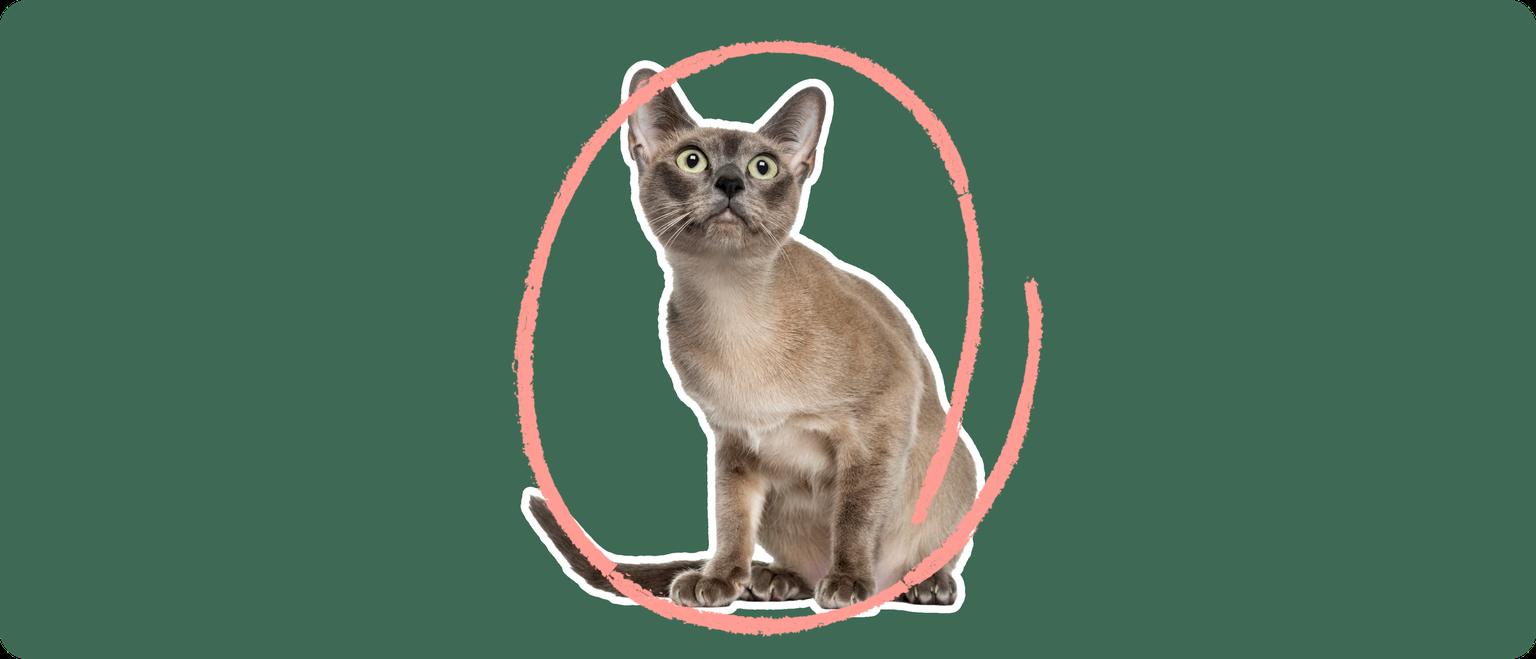A Tonkinese cat cut out with a white outline, with a pink circle around it's body, on a solid green background
