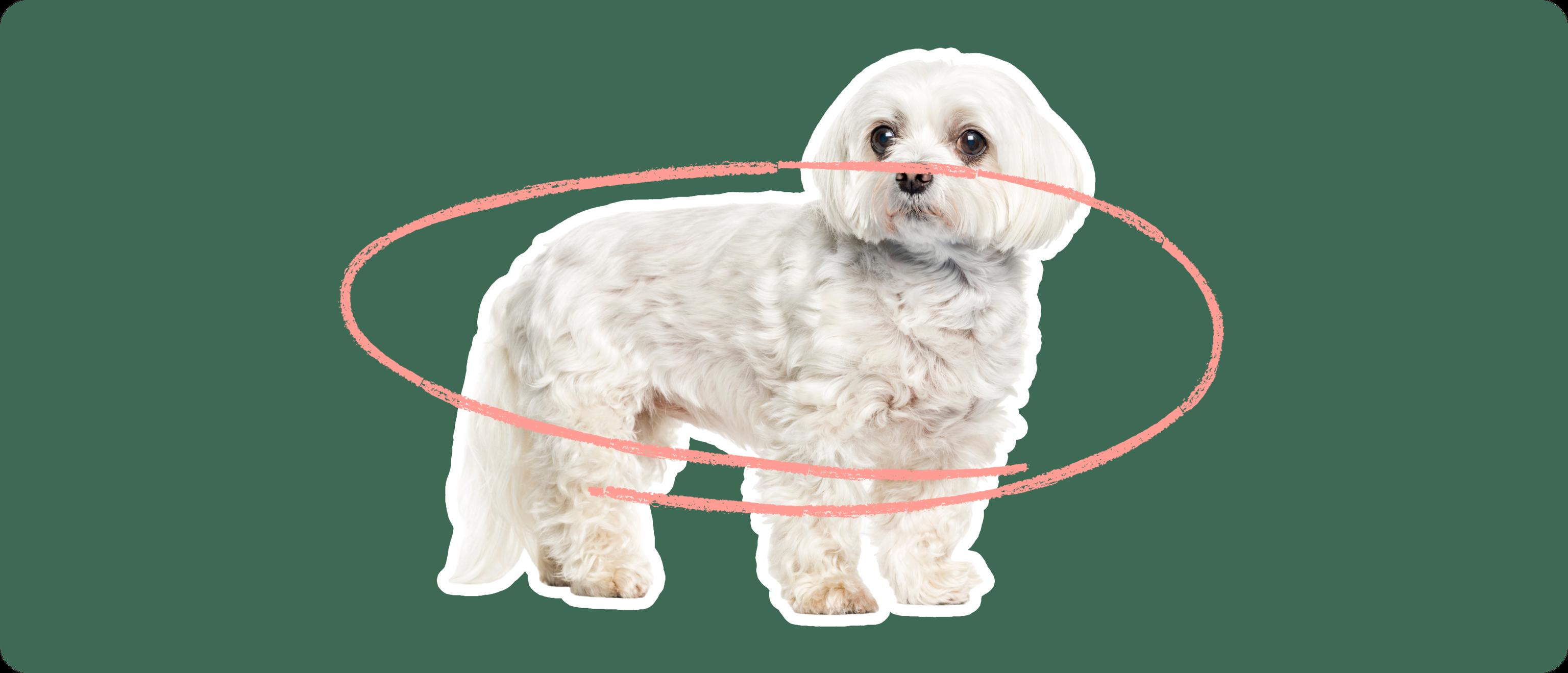 Maltese with a pink circle drawn over its body