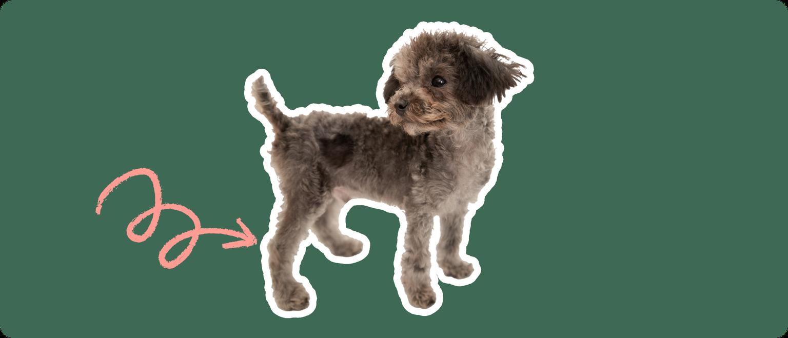 Chipoo with a pink arrow drawn to its knee