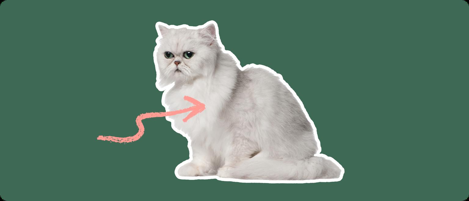 A Chinchilla Persian cat cut out with a white outline, with a pink arrow pointing to it's chest, on a solid green background