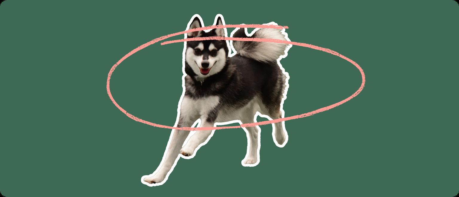 An Alaskan Klee Kai dog on a green background with a pink circle around it's body