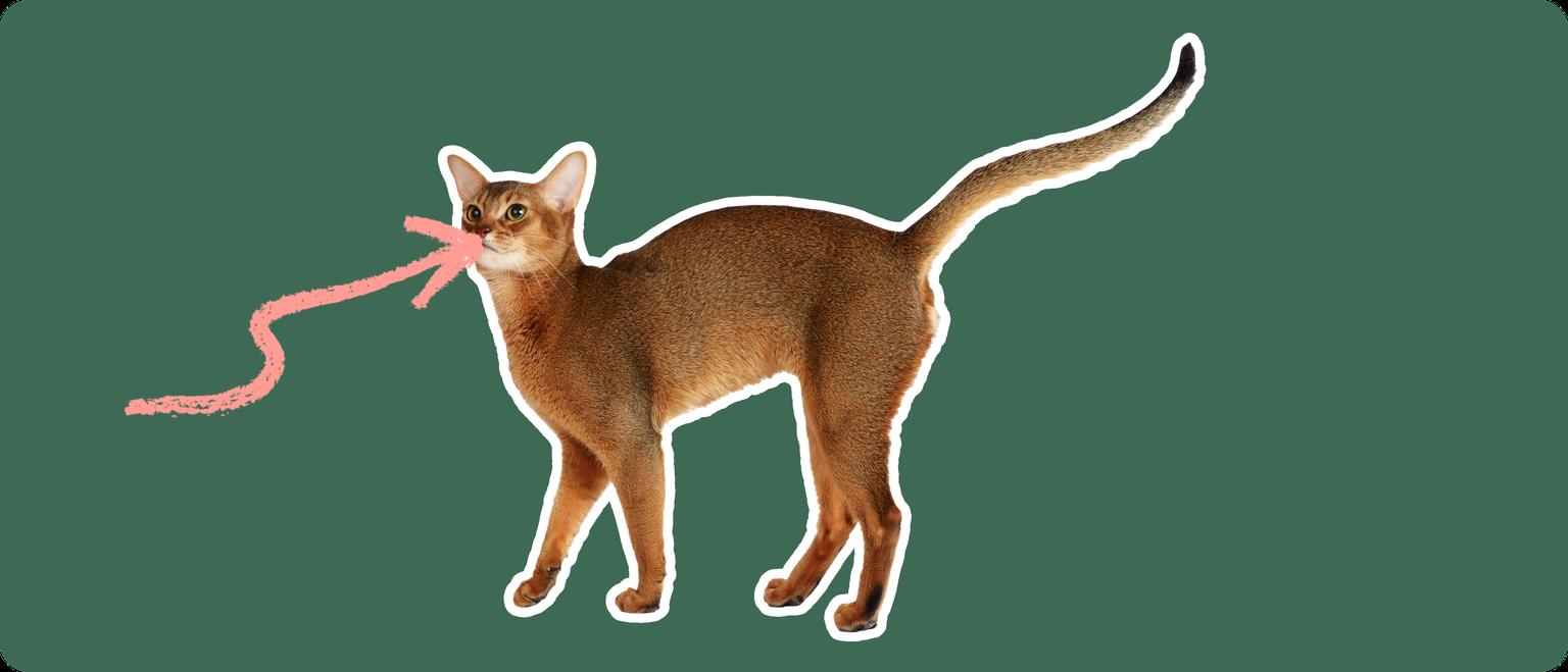 An orange-brown Abyssinian cat on a green background with a pink arrow pointing to it's mouth