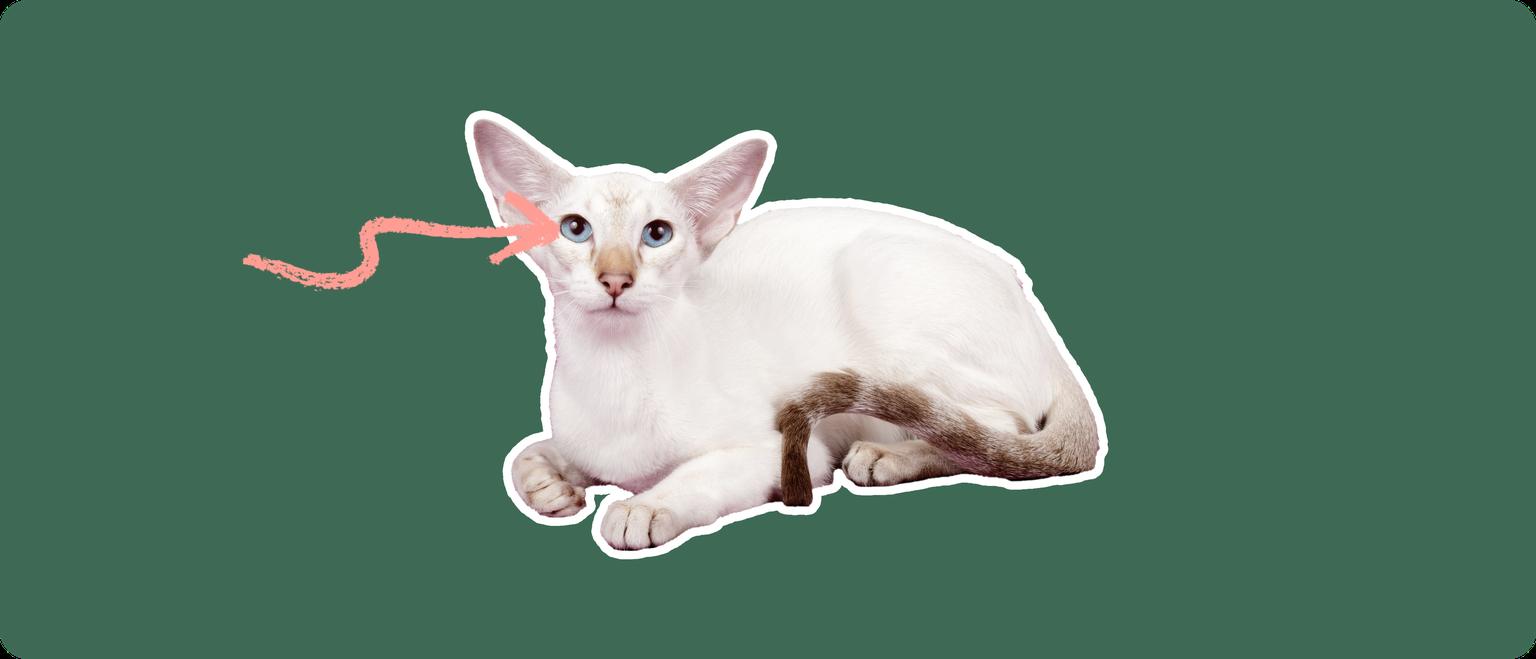 A colorpoint shorthair cat, cut out with a white outline, with a pink arrow pointing to it's eye, on a solid green background