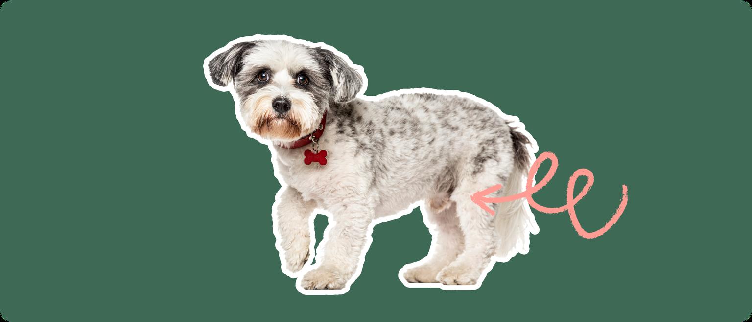 A white and grey schnoodle dog cut out with a white stroke, on a green background, with a pink arrow pointing to it's back kneee