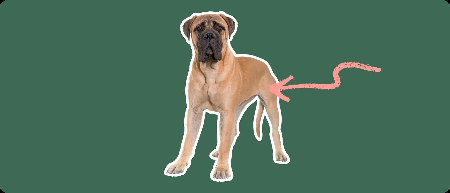 Mastiff with a pink arrow drawn to its hip