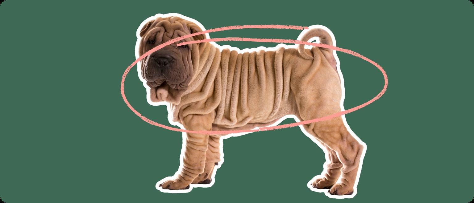 Image of a brown Shar Pei with a pink circle drawn around its body