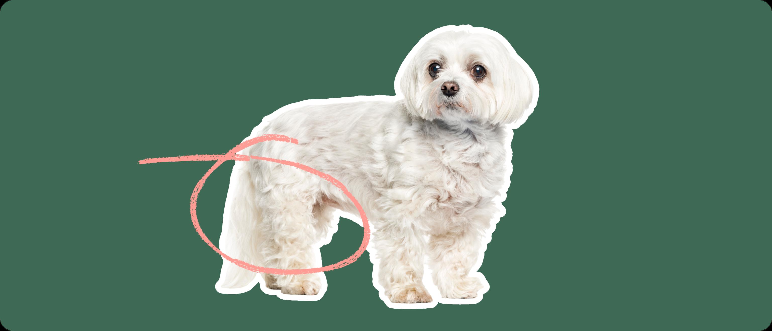 Maltese