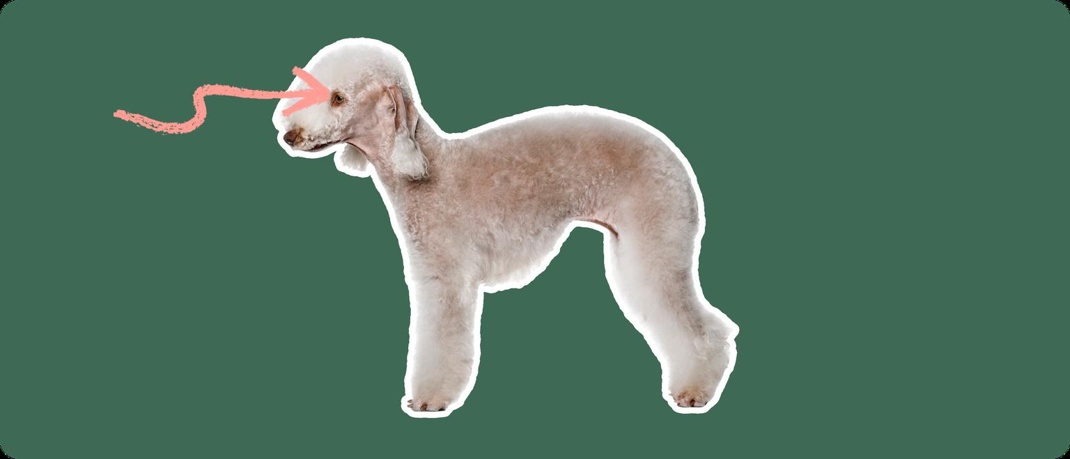 The side profile of a Bedlington Terrier, cut out with a white outline, with a pink arrow pointing to it's eye, on a solid green background