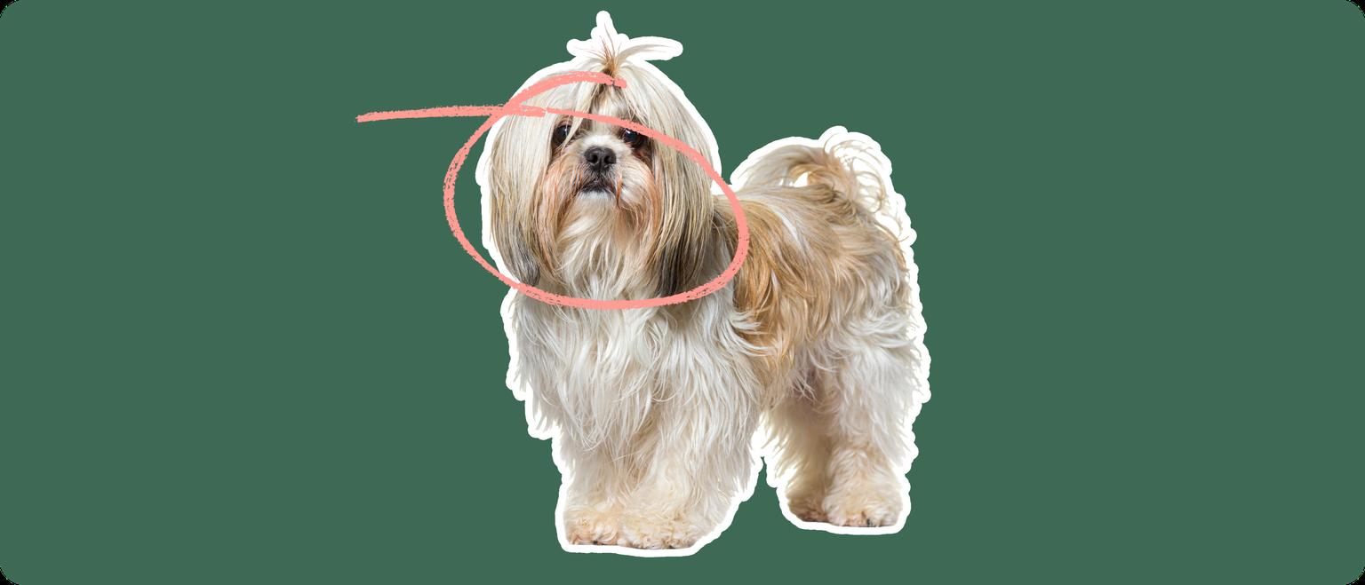 shih tzu