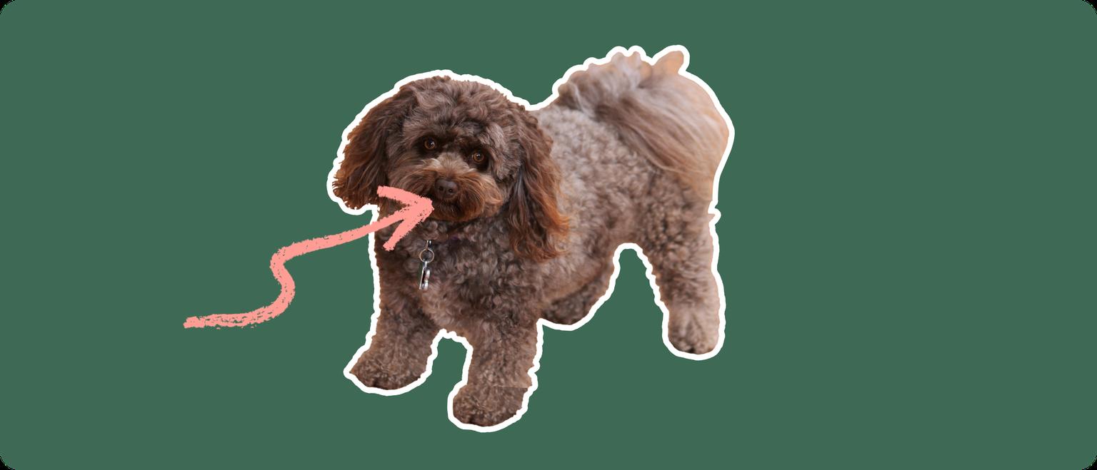 A curly brown Pomapoo dog cut out with a white outline, with a pink arrow pointing to it's mouth, on a solid green background