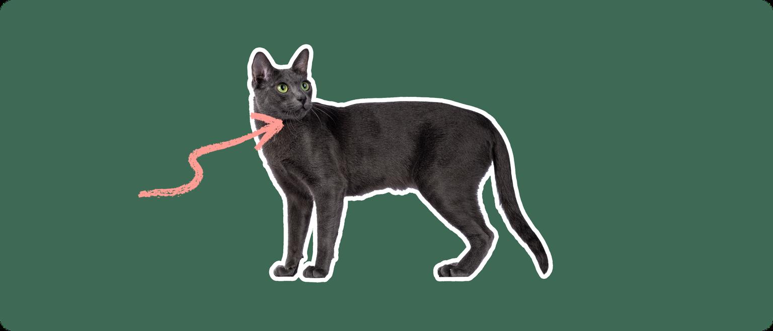 A Korat cat cut out with a white outline, with a pink arrow pointing to it's neck, on a solid green background