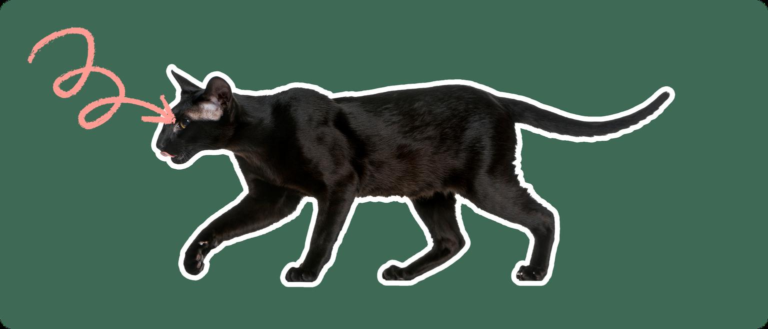 A black Oriental Shorthair cat on a green background with a pink arrow pointing to it's eye