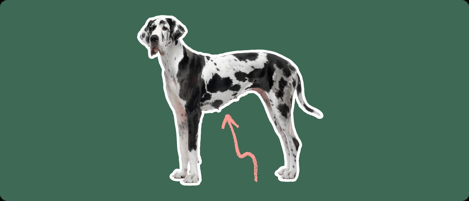 Great Dane