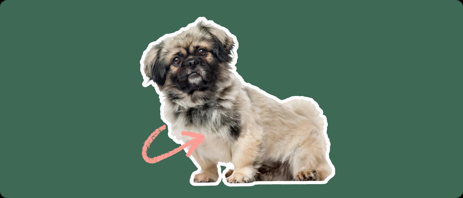 Image of a brown-and-black Pekingese with a pink arrow drawn to its chest