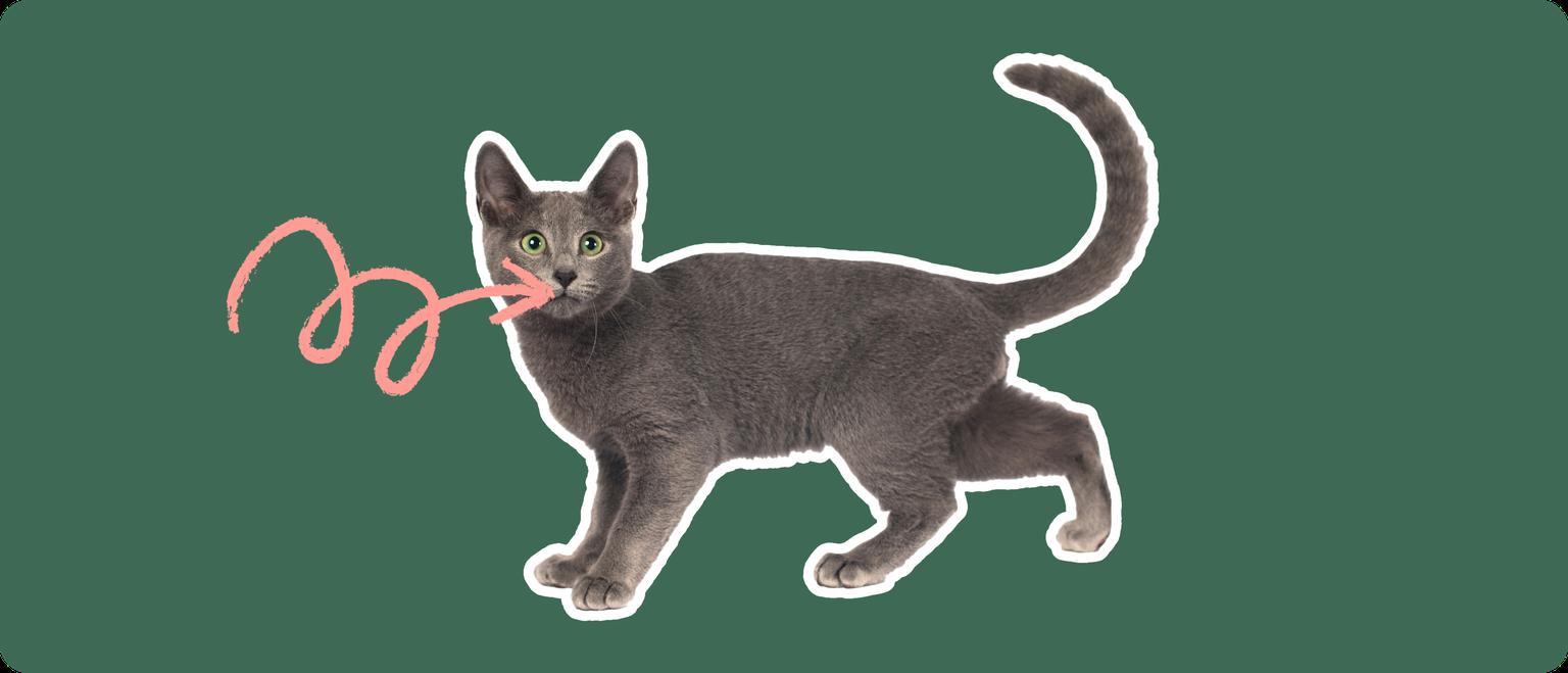 Russian Blue