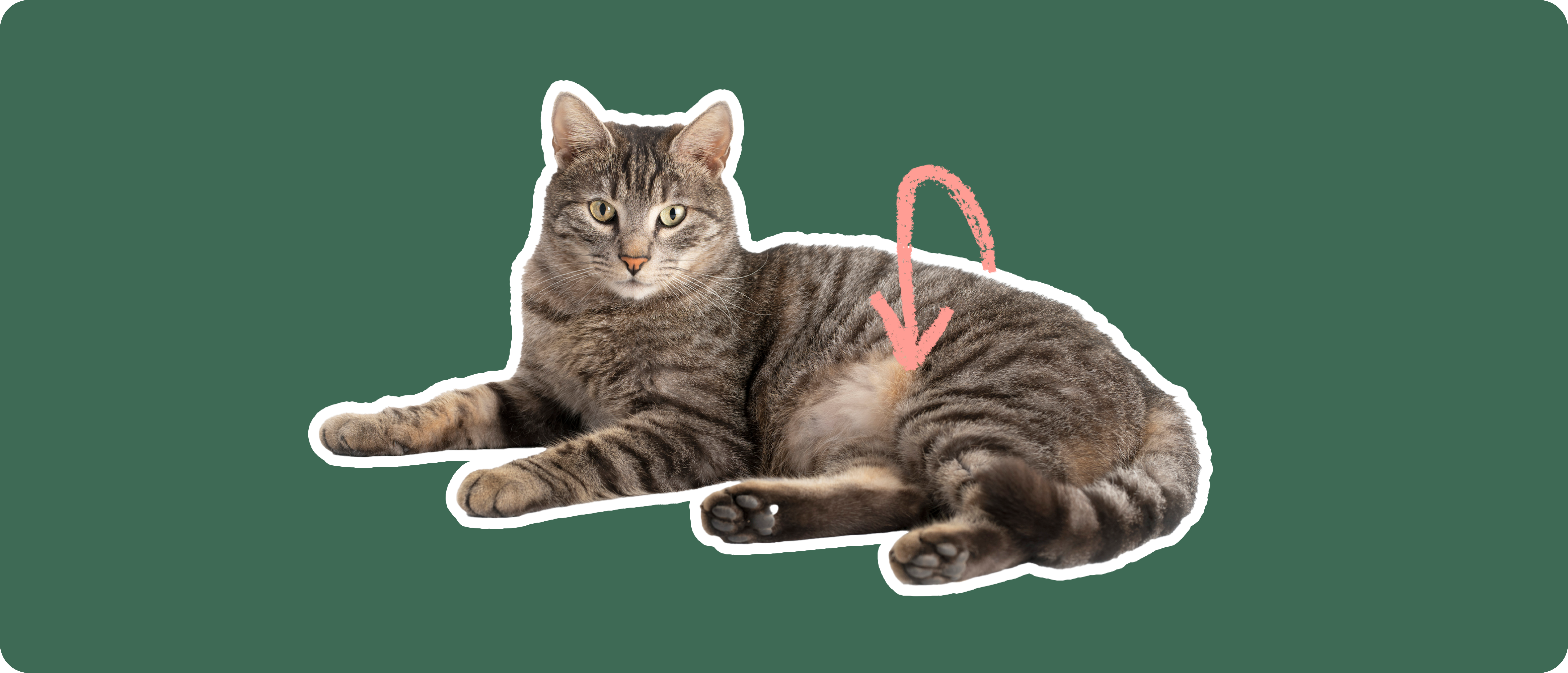 【SOFT THUMBNAIL】 Chovy, Domestic Shorthair Chovy, Domestic Shorthair - soft thumbnail