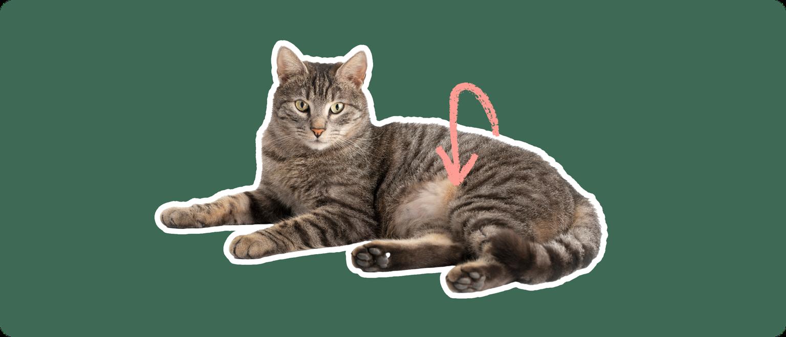 Domestic shorthair cat laying down cut out with a white stroke, on a green background, with a pink arrow point to it's lower stomach
