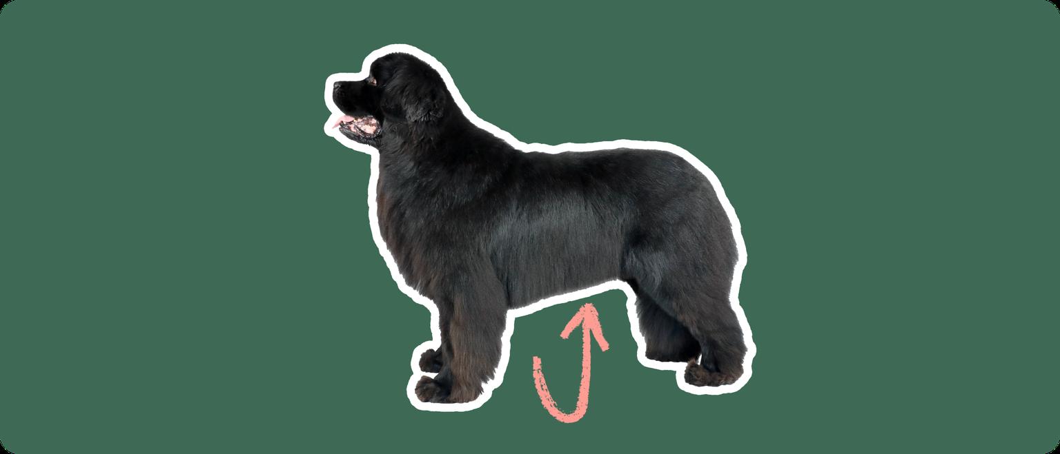 Image of a black Newfoundland dog with a pink circle drawn to its stomach