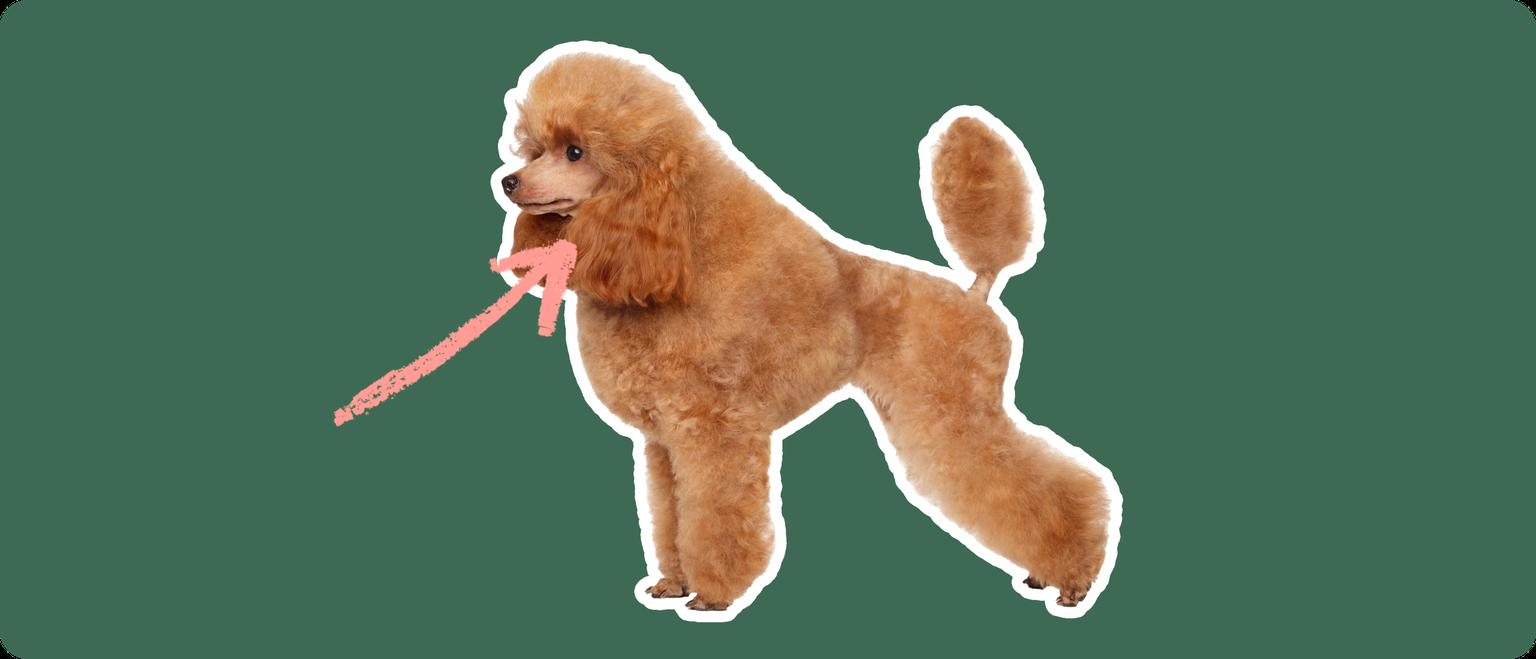 Image of a brown Toy Poodle with an arrow drawn to its neck