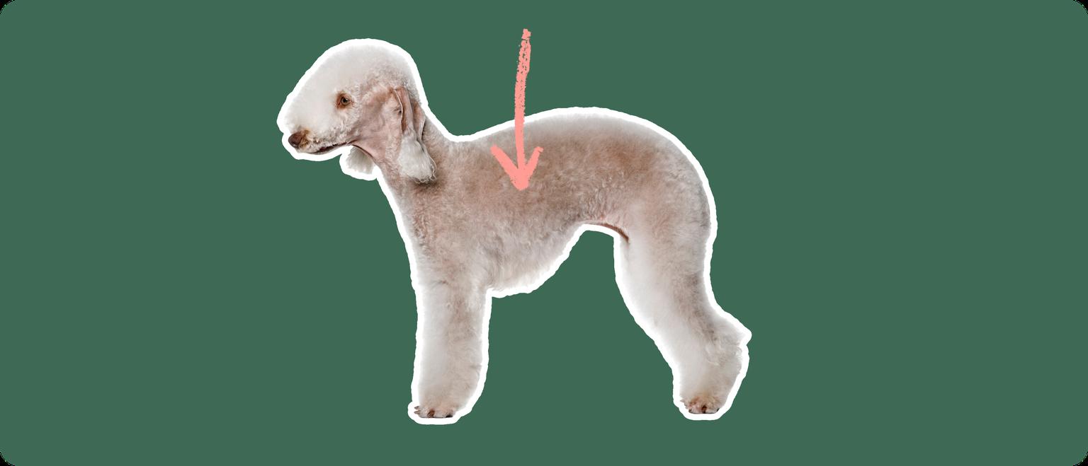 The side profile of a Bedlington Terrier, cut out with a white outline, with a pink arrow pointing to the center of it's body, on a solid green background