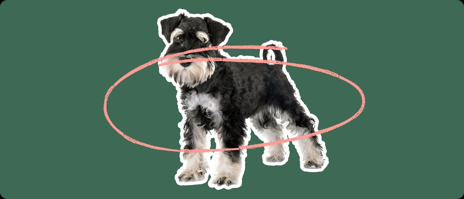 Image of a black Mini Schnauzer with a pink arrow drawn over its body
