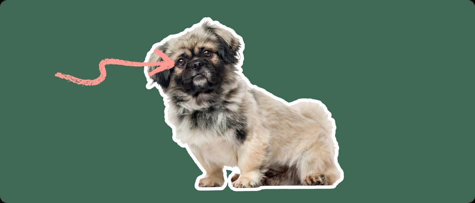 Image of a brown-and-black Pekingese with a pink arrow drawn to its eye