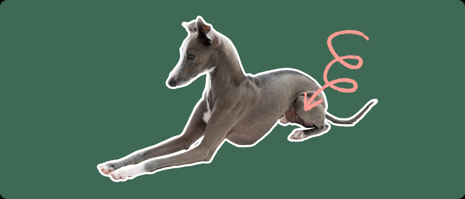 Image of a grey Italian Greyhound with a pink arrow pointed to its knee