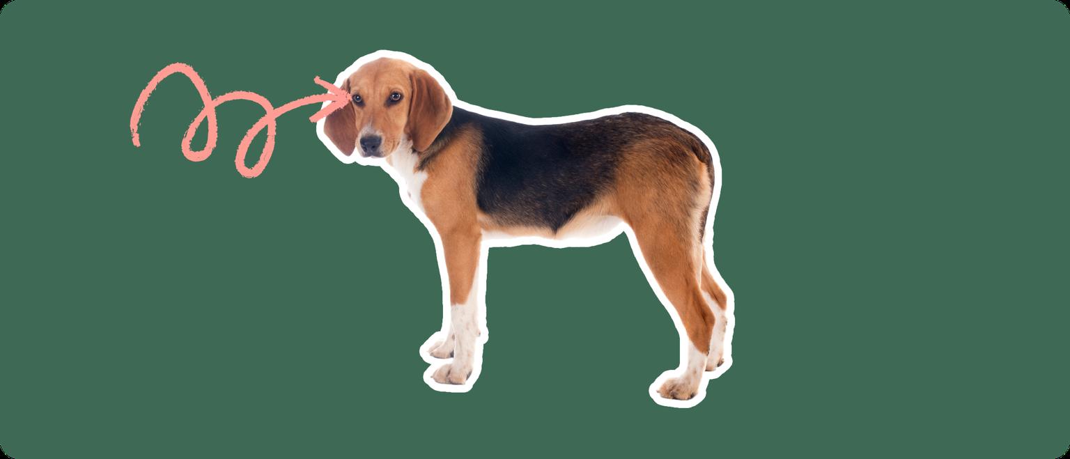 A Harrier dog cut out with a white outline, with a pink arrow pointing to it's eye, on a solid green background