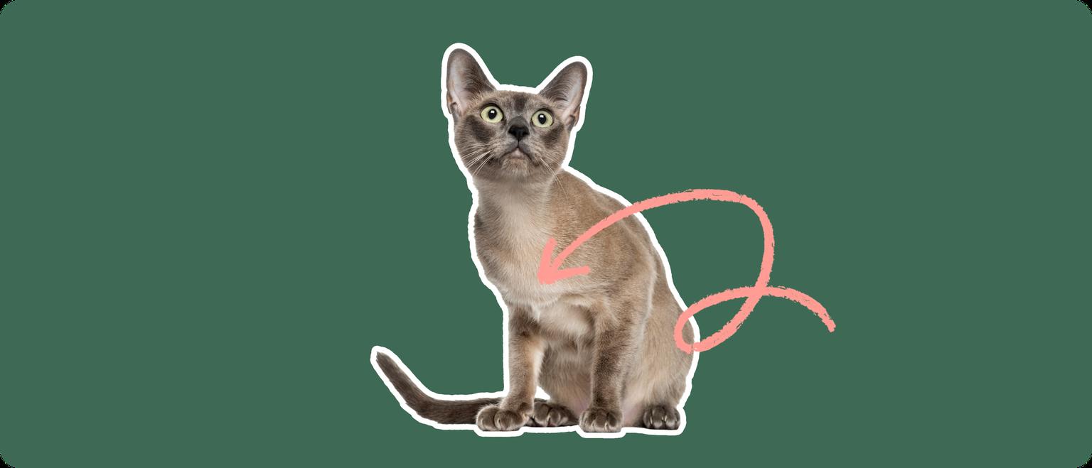 A Tonkinese cat cut out with a white outline, with a pink arrow pointing to it's chest, on a solid green background