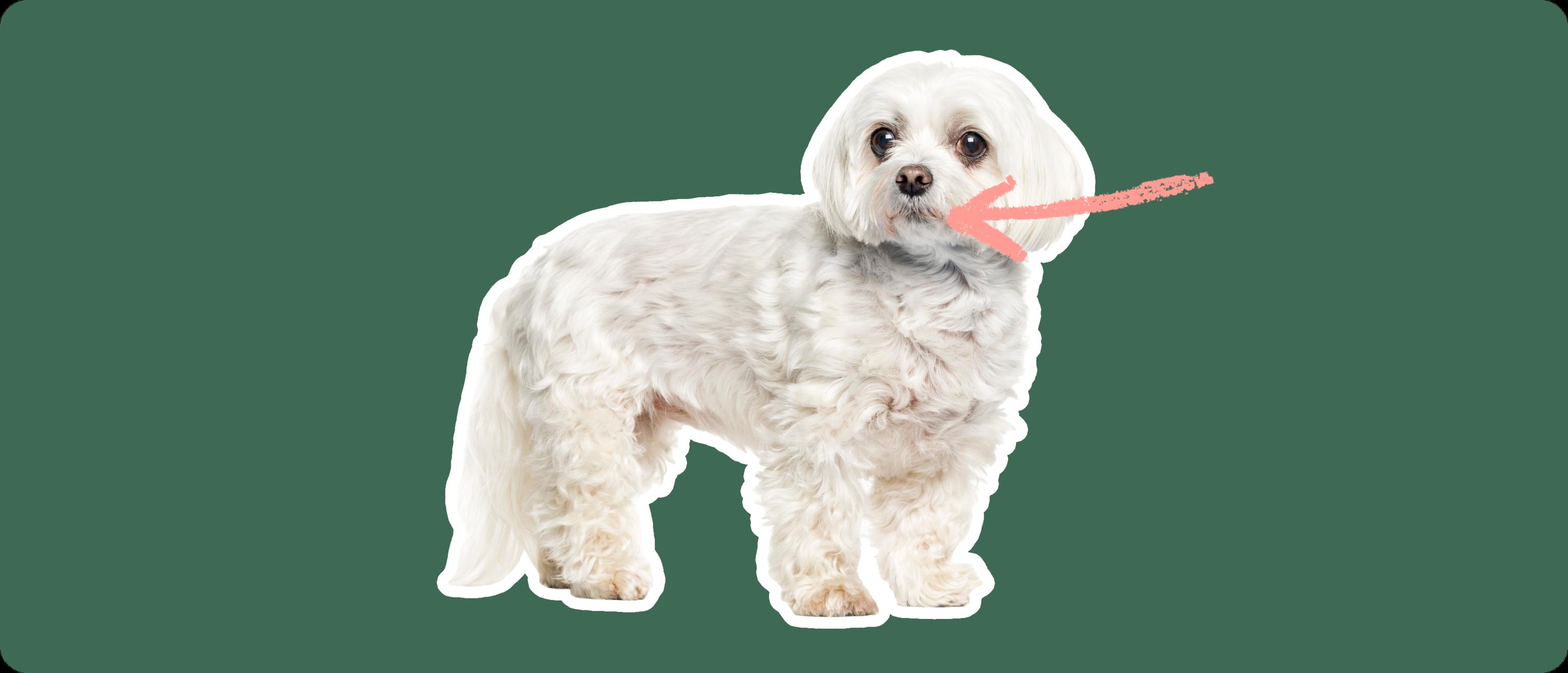 Maltese