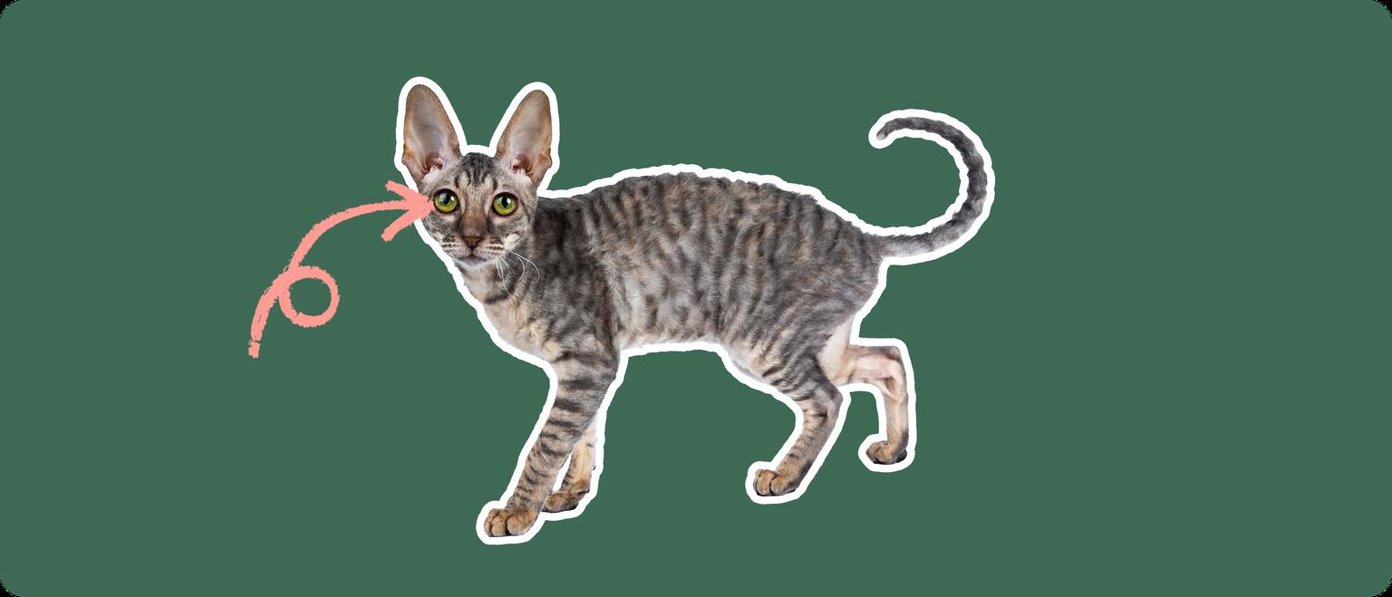 A Cornish rex cat cut out with a white outline, with a pink arrow pointing to it's eye, on a solid green background