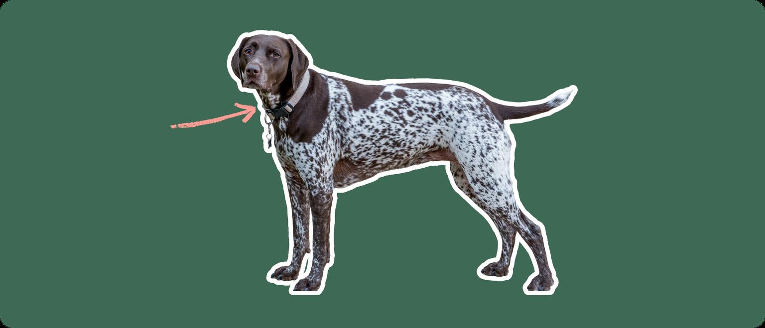 German shorthair pointer