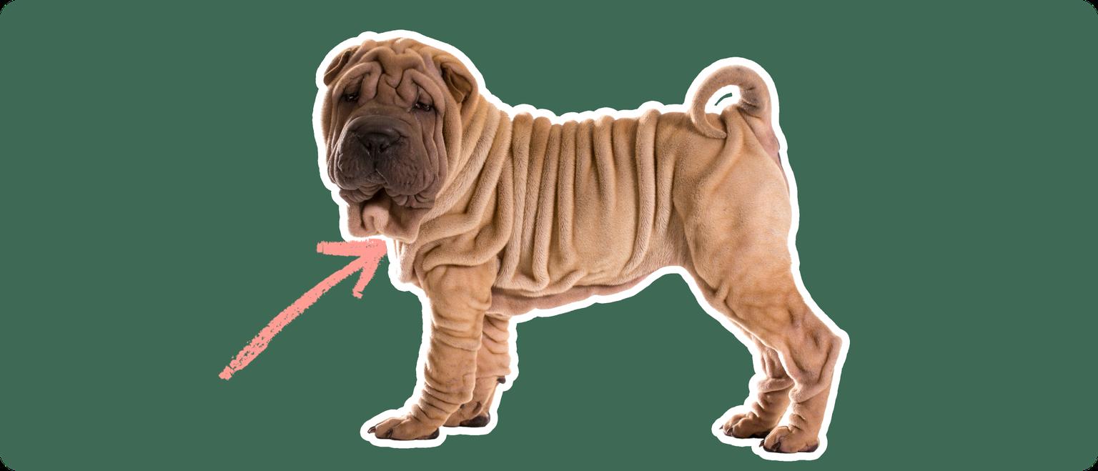 Image of a brown Shar Pei with a pink arrow drawn to its neck