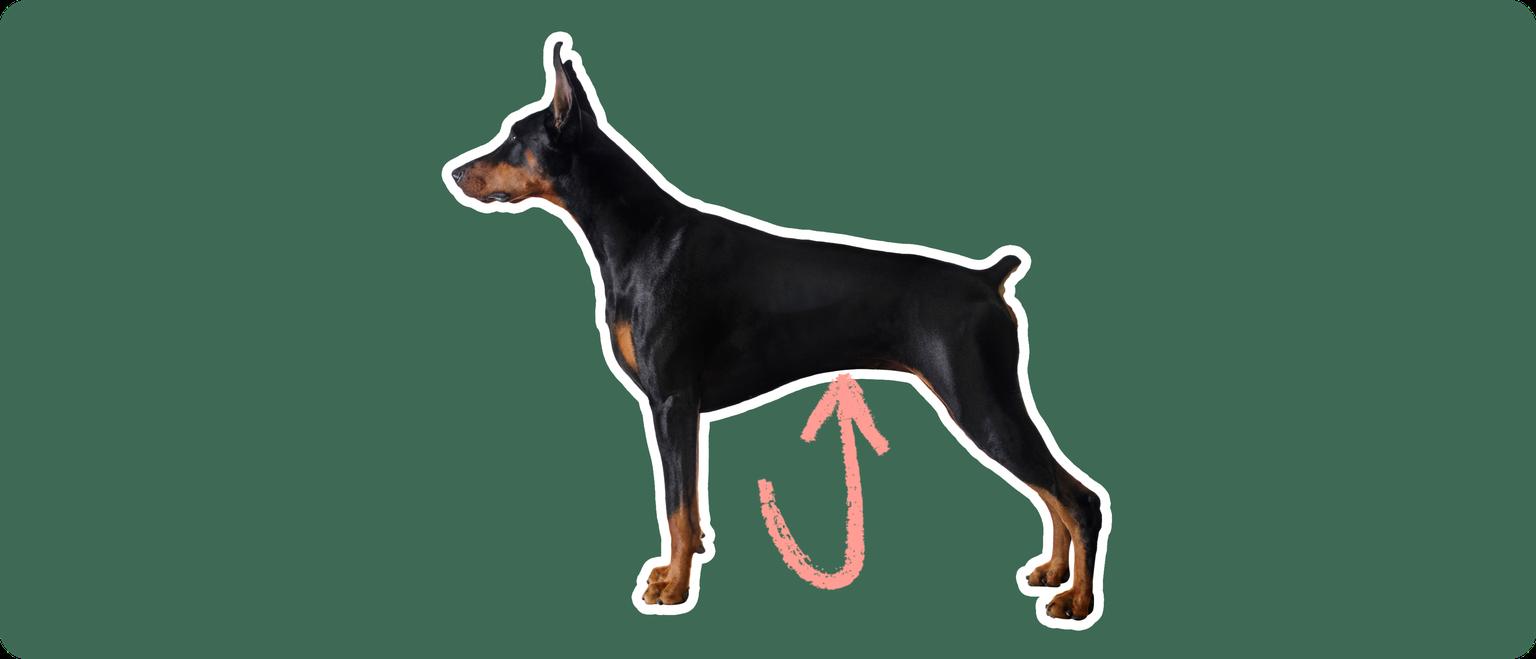 Doberman pinscher with a pink arrow drawn to its stomach