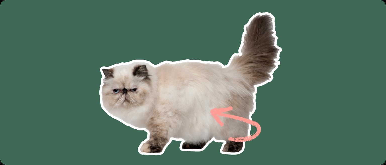 Persian cat with a pink arrow drawn to its body
