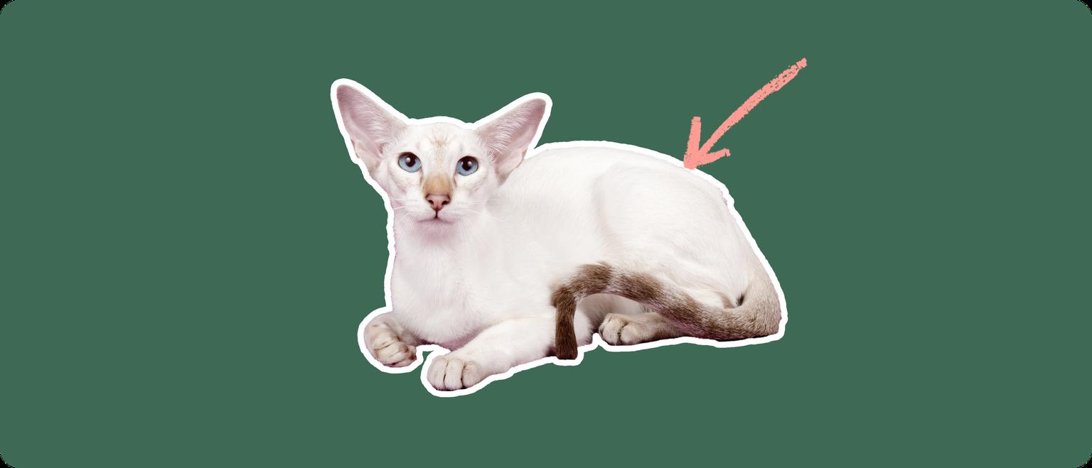 A Colorpoint Shorthair cat, cut out with a white outline, with a pink arrow pointing to it's lower back, on a solid green background