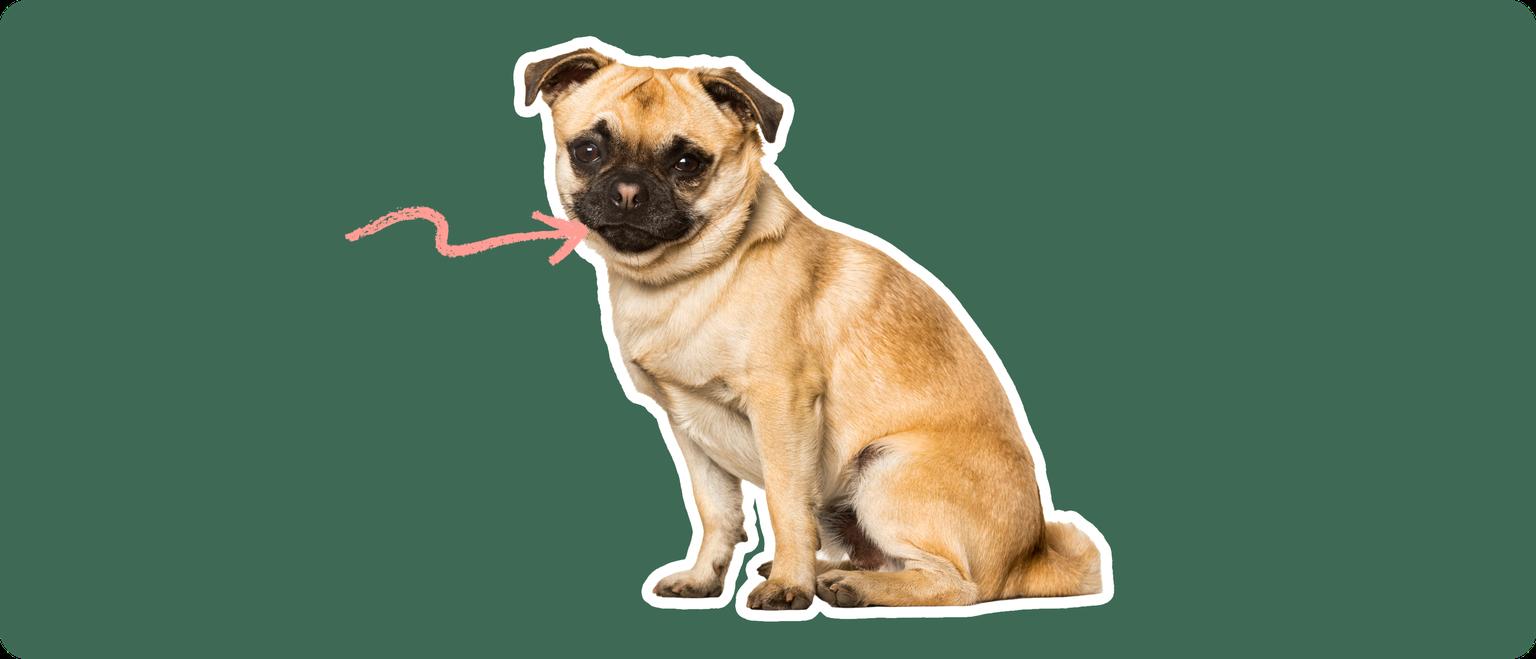 Chug breed dog with a pink arrow drawn to its jaw