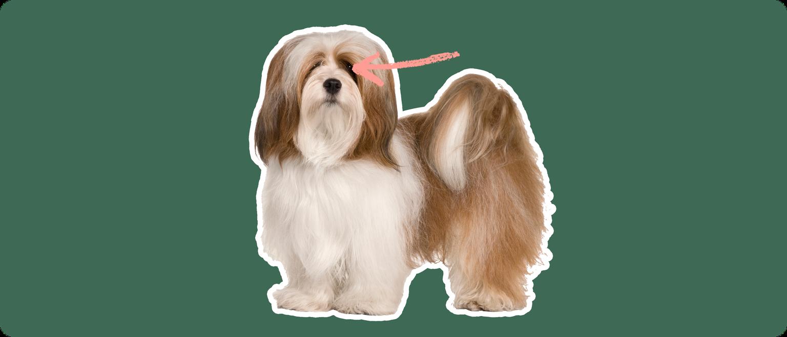 Image of a brown Lhasa Aspo with a pink arrow drawn to its eye