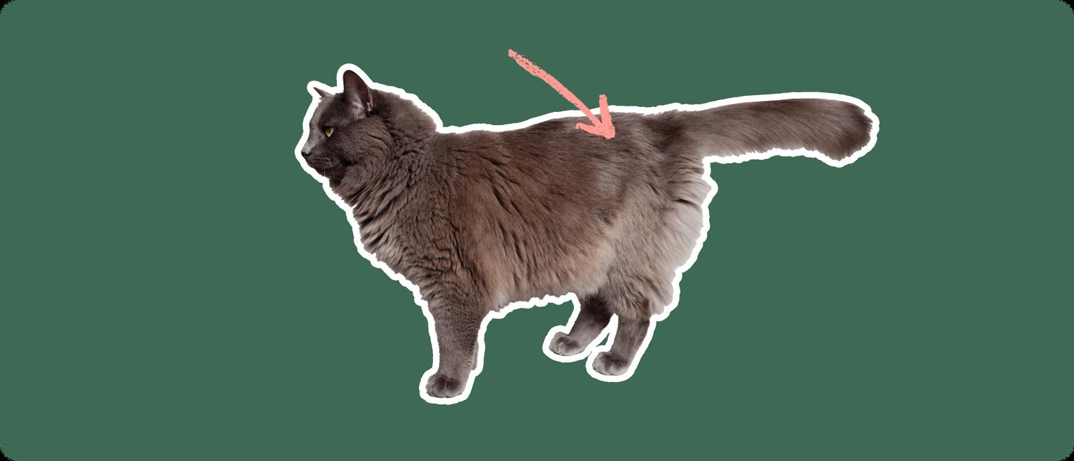 The sideview of a fluffy dark grey cat cut out with a white outline, with a pink arrow pointing to it's back, on a solid green background