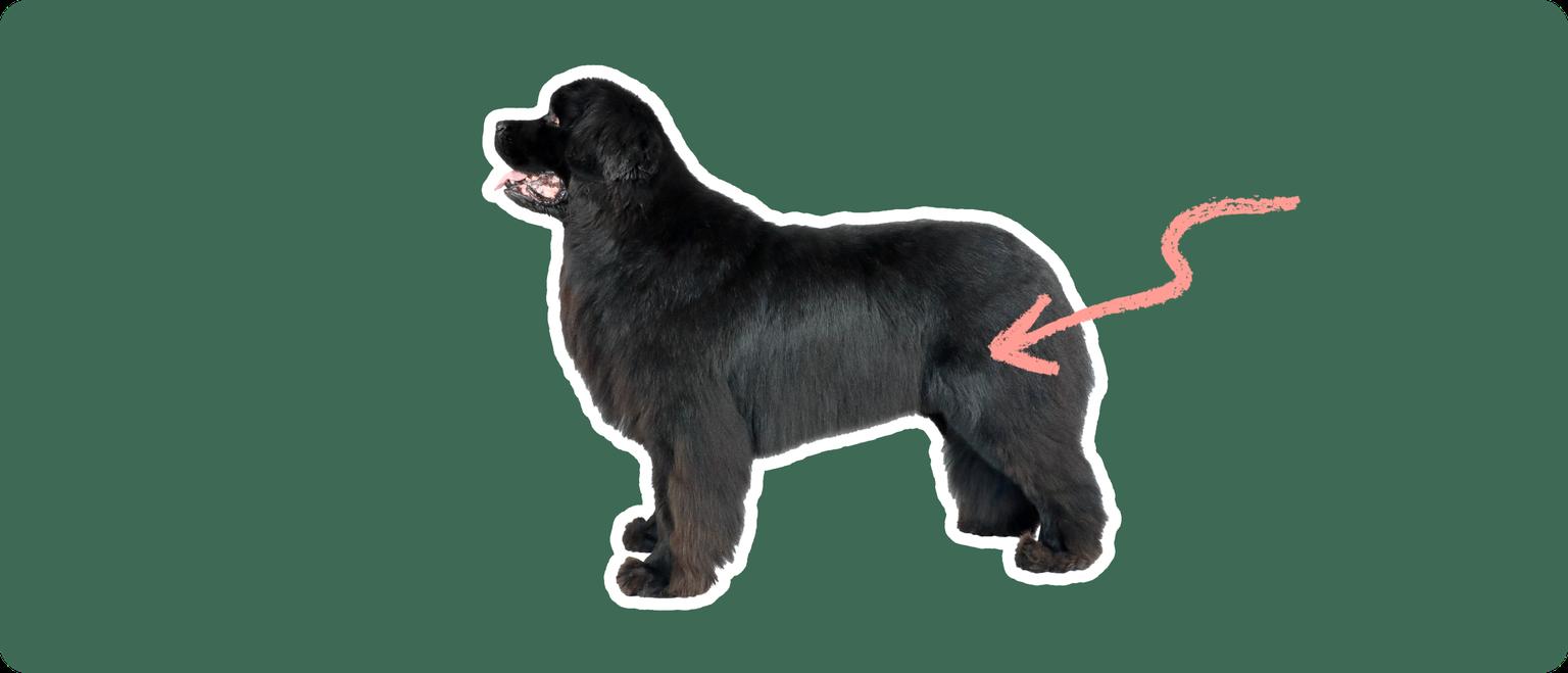 Image of a black Newfoundland dog with a pink arrow drawn to its hip