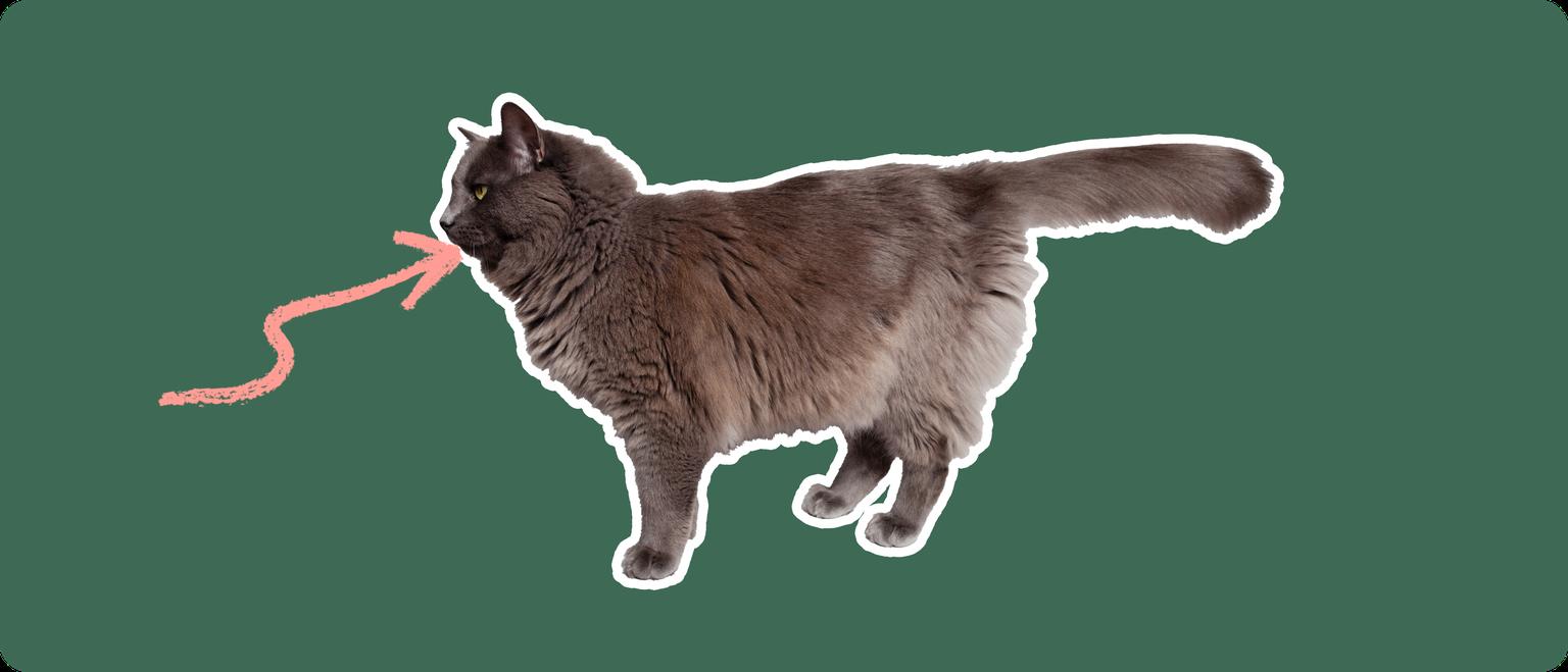 The sideview of a fluffy dark grey cat cut out with a white outline, with a pink arrow pointing to it's mouth, on a solid green background